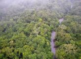 Rep Congo forest